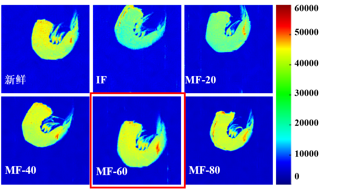 “MK体育(中国)官方网站杯”江南大学优秀案例解析|低场核磁共振分析用于磁场辅助冷冻对虾仁水分迁移的调控研究